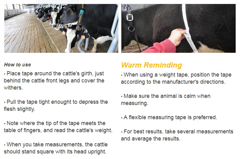 สายวัดน้ำหนักโค Cow Weight Tape