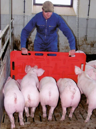 Pig Sorting Board แผงกั้นหมู 77x47cm Pig Sorting Board แผงกั้นหมู 77x47cm
