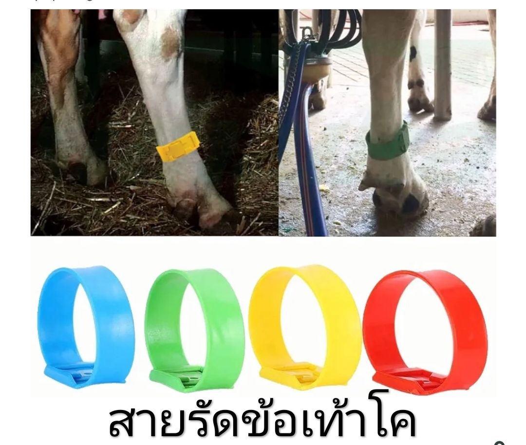 สายรัดข้อเท้าสัตว์